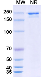 Human IgG1-G2-kappa Isotype Control Monoclonal Antibody