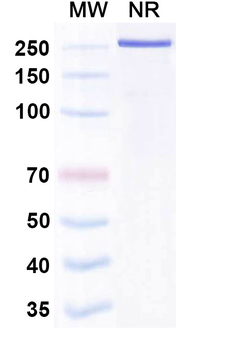 Human IgG1 kappa Isotype Control Monoclonal Antibody