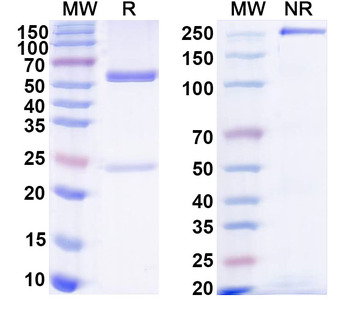 Mouse IgG2a kappa Isotype Control Monoclonal Antibody