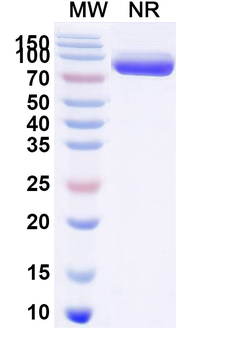VHH mIgG2a Fc Isotype Control Monoclonal Antibody