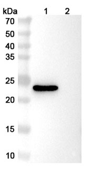 VHH mIgG2a Fc Isotype Control Monoclonal Antibody
