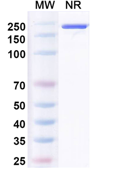 Human IgG1 kappa Isotype Control Monoclonal Antibody