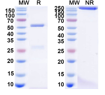 Human IgG1 kappa Isotype Control Monoclonal Antibody