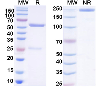 Human IgG1 (E356D/M358L) kappa Isotype Control Monoclonal Antibody