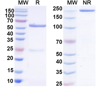 TNFa/TNF-alpha Canine Monoclonal Antibody