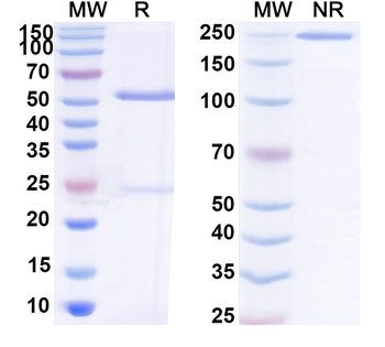 CD56/NCAM1 Human Monoclonal Antibody