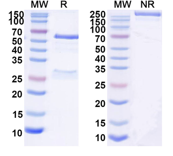 CD227/MUC1 Mouse Monoclonal Antibody