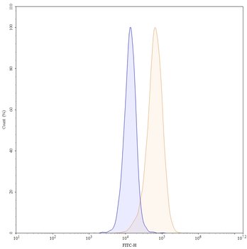 CD146/MUC18/MCAM Mouse Monoclonal Antibody (FITC)