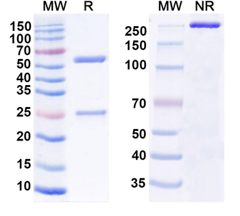 CD71/TFRC Human Monoclonal Antibody