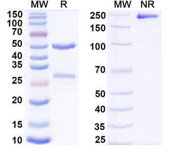 F4/80 Mouse Monoclonal Antibody