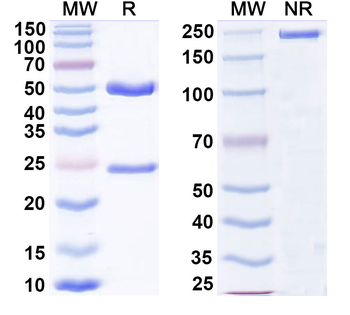 BTN2A1/2 Mouse Monoclonal Antibody