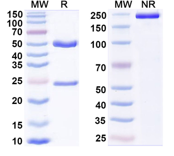 CD112/Nectin-2/PVRL2 Mouse Monoclonal Antibody