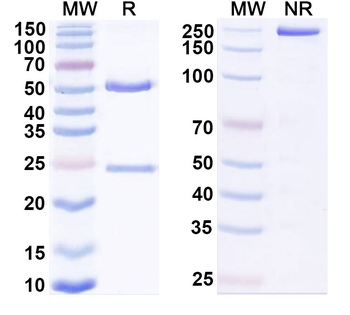 CD71/TFRC Human Monoclonal Antibody