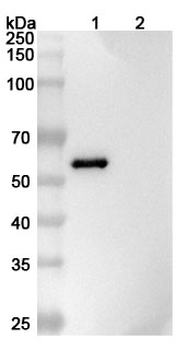 PODXL Mouse Monoclonal Antibody