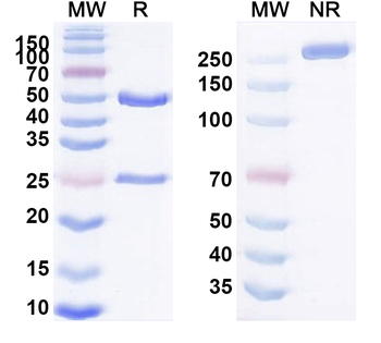 CD20/MS4A1 Mouse Monoclonal Antibody