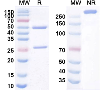 CD86/B7-2 Mouse Monoclonal Antibody