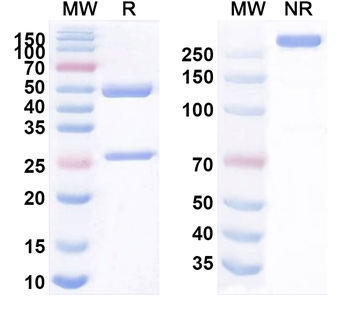CD40/TNFRSF5 Mouse Monoclonal Antibody