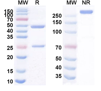 PTK2B/PYK2 Mouse Monoclonal Antibody