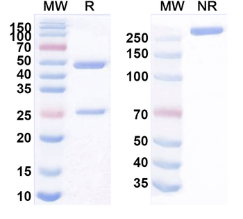 CLDN1/Claudin-1 Mouse Monoclonal Antibody