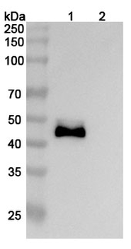 DLL3 Mouse Monoclonal Antibody