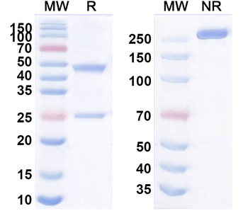CD135/FLT3 Mouse Monoclonal Antibody