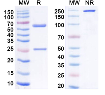 MSLN/Mesothelin Mouse Monoclonal Antibody