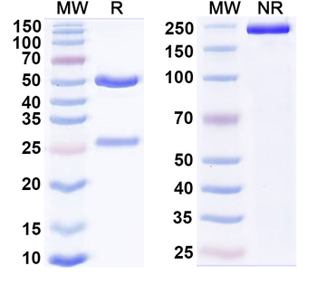 CD227/MUC1 Mouse Monoclonal Antibody