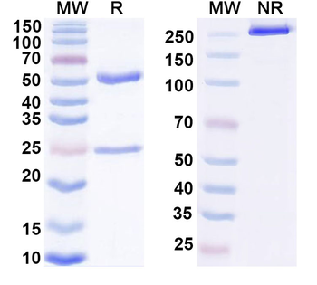 LAMP5 Mouse Monoclonal Antibody