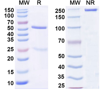 CD127/IL7R Mouse Monoclonal Antibody
