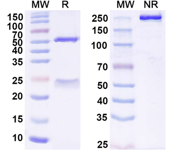 CD23 Mouse Monoclonal Antibody