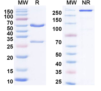 CD222/IGF2R Mouse Monoclonal Antibody