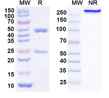 LY6H Mouse Monoclonal Antibody