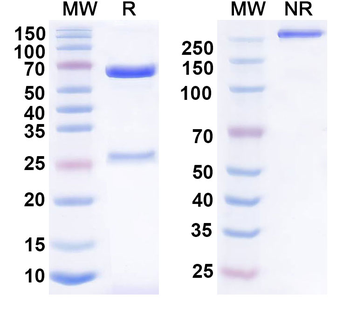 CD235a/GYPA Mouse Monoclonal Antibody