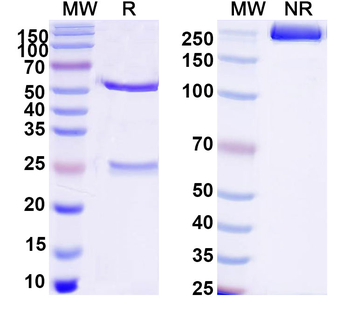 CD26/DPP4 Mouse Monoclonal Antibody