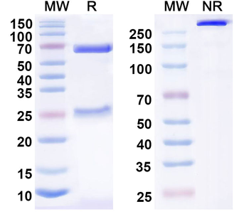 CD352/SLAMF6 Mouse Monoclonal Antibody