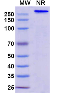 MOG Human Monoclonal Antibody