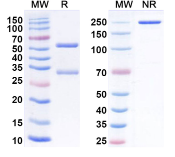 CYBB/NOX2 Mouse Monoclonal Antibody