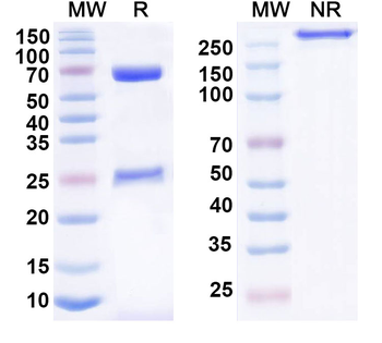 CD55 Mouse Monoclonal Antibody