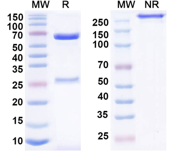 CD172a/SIRPA Mouse Monoclonal Antibody