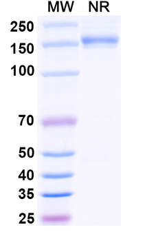 CD69 Rabbit Recombinant Antibody