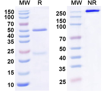 OLR1/LOX1 Mouse Monoclonal Antibody