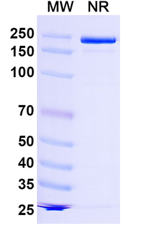 LRRC15/LIB Mouse Monoclonal Antibody