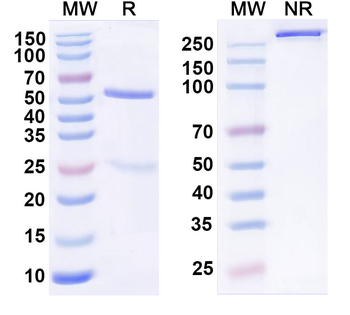 CSPG5 Mouse Monoclonal Antibody