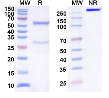 CDH19/Cadherin-19 Mouse Monoclonal Antibody