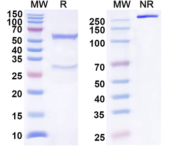 CCL1/I-309 Human Monoclonal Antibody
