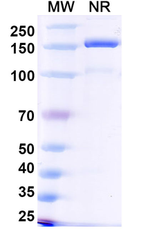 OPN/SPP1 Mouse Monoclonal Antibody