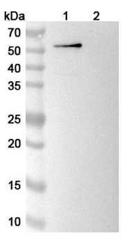 OPN/SPP1 Mouse Monoclonal Antibody
