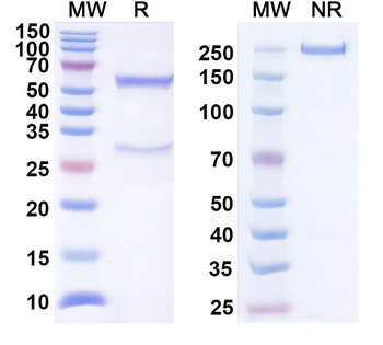 Calreticulin/CALR Mouse Monoclonal Antibody
