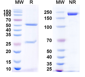 CD2/LFA-2/OX-34 Mouse Monoclonal Antibody