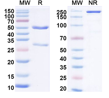 TrkB/NTRK2 Mouse Monoclonal Antibody
